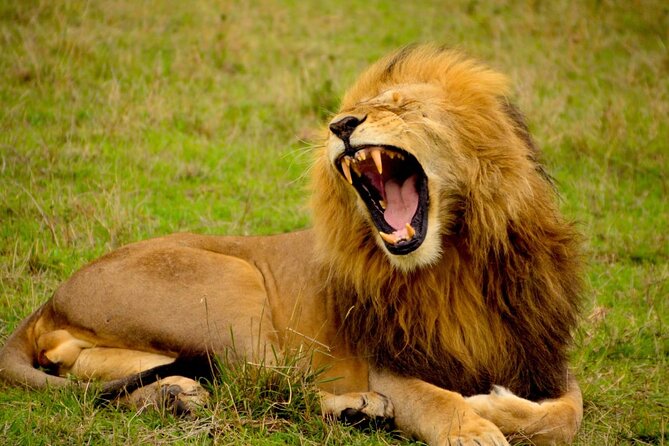 Captivating Safari Lion Park Experience (Half Day Guided Tour) - Is $94.90 a fair price?