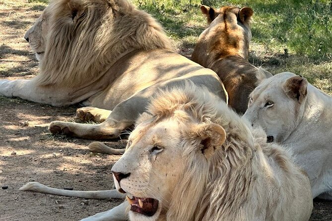 Captivating Safari Lion Park Experience (Half Day Guided Tour) - Who will get the most from this half-day outing?