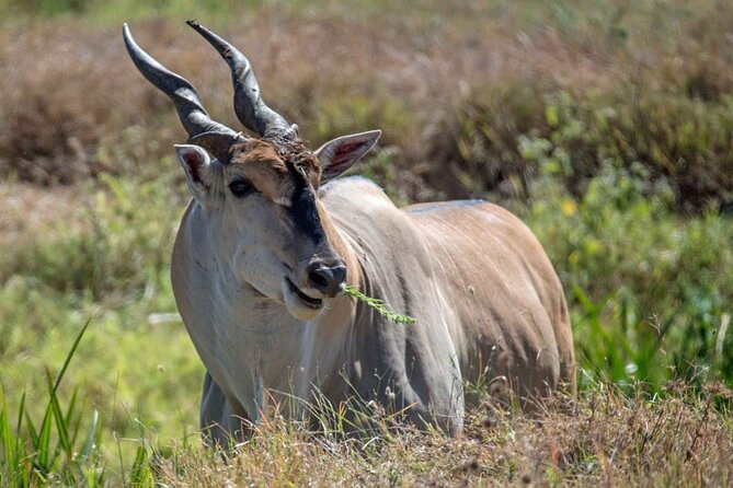 Captivating Safari Lion Park Experience (Half Day Guided Tour) - Timing, food, and cancellation details