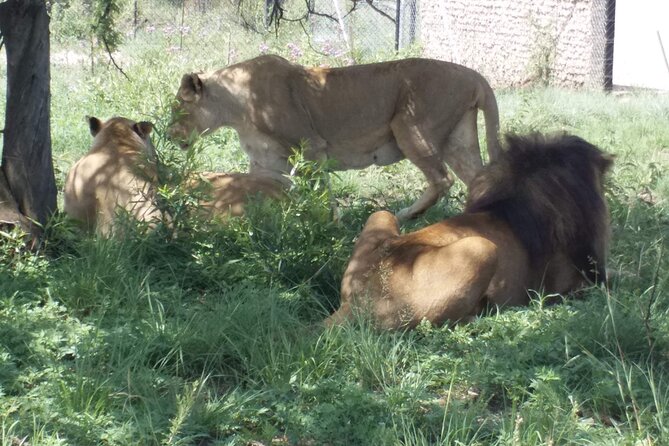 Captivating Safari Lion Park Experience (Half Day Guided Tour) - The Johannesburg pickup makes a short visit easier