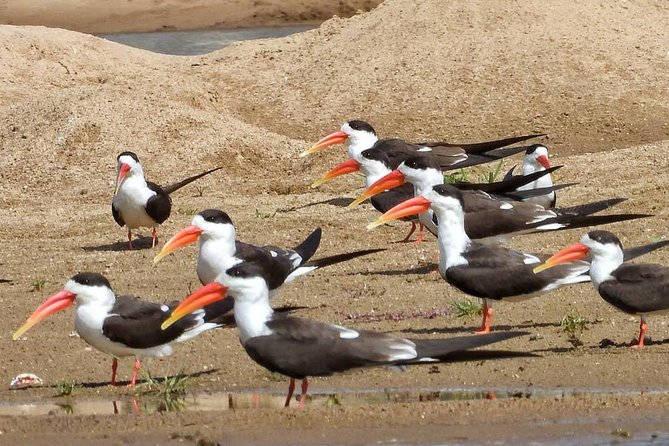 Chambal River Safari - Why the Chambal River makes a fine break from Agra