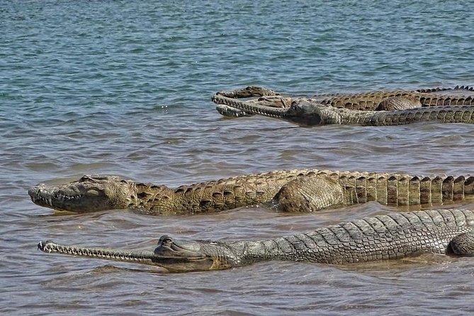 Chambal River Safari - How much value do you get for $83.87?