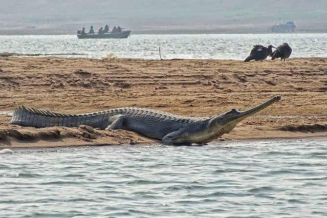 Chambal River Safari - The 130-kilometer journey from Agra