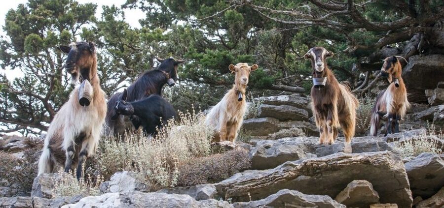 Chania: White Mountains Safari Tour with Lunch and Tastings - Is the $176 price fair?