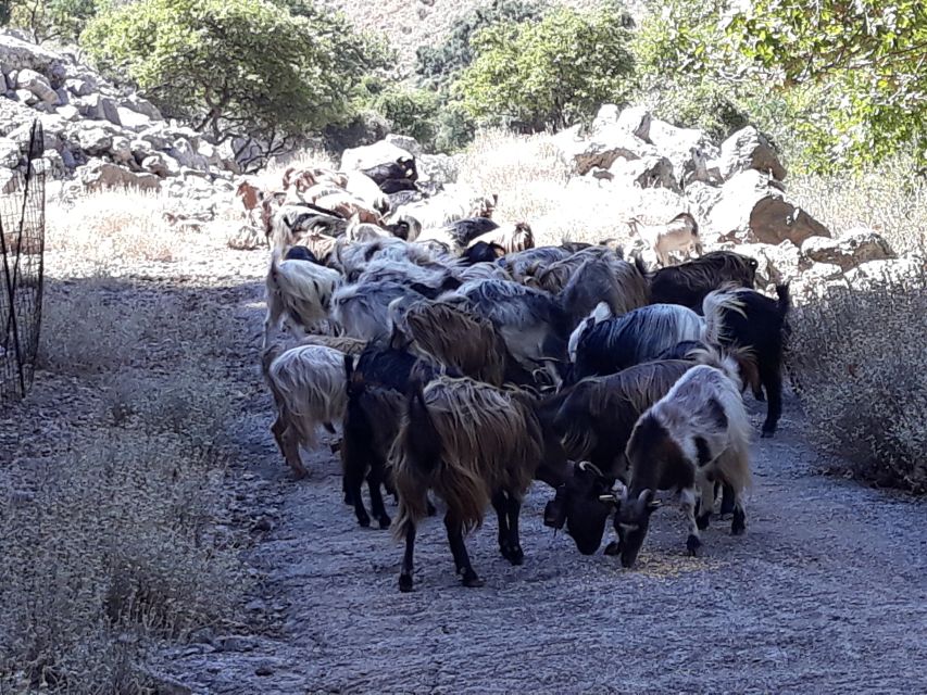 Chania: White Mountains Safari Tour with Lunch and Tastings - The 4WD climb through Sebronas Gorge