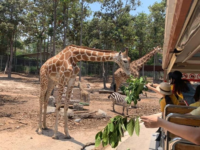 Chiang Mai Night Safari: Entry Ticket with Tram Ride - Key points to know before you go
