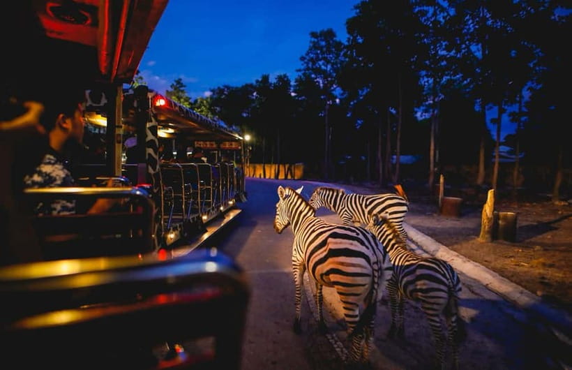 Chiang Mai Night Safari Ticket & Tram Rides Optional Pickup - Savannah and Predator zones