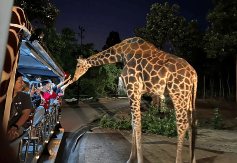 Chiang Mai: Night Safari Ticket with Transfer - Reaching Chiang Mai Night Safari Without the Transport Fuss