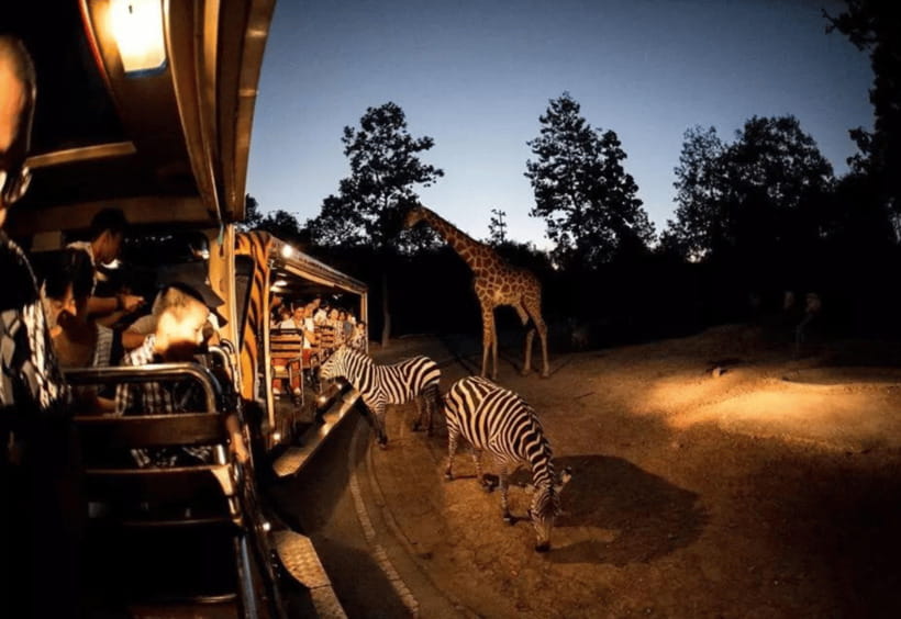 Chiang Mai: Night Safari Ticket with Transfer - Choosing the Best Arrival Time