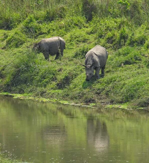 Chitwan: Full-Day Safari Canoeing and Jungle Walk and Jeep - Key points before you book