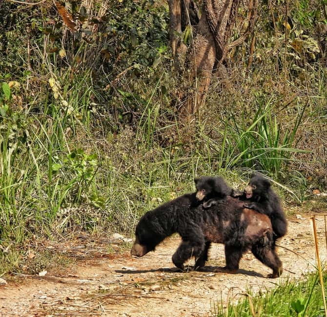 Chitwan: Full-Day Safari Canoeing and Jungle Walk and Jeep - Why this full day works well in Chitwan