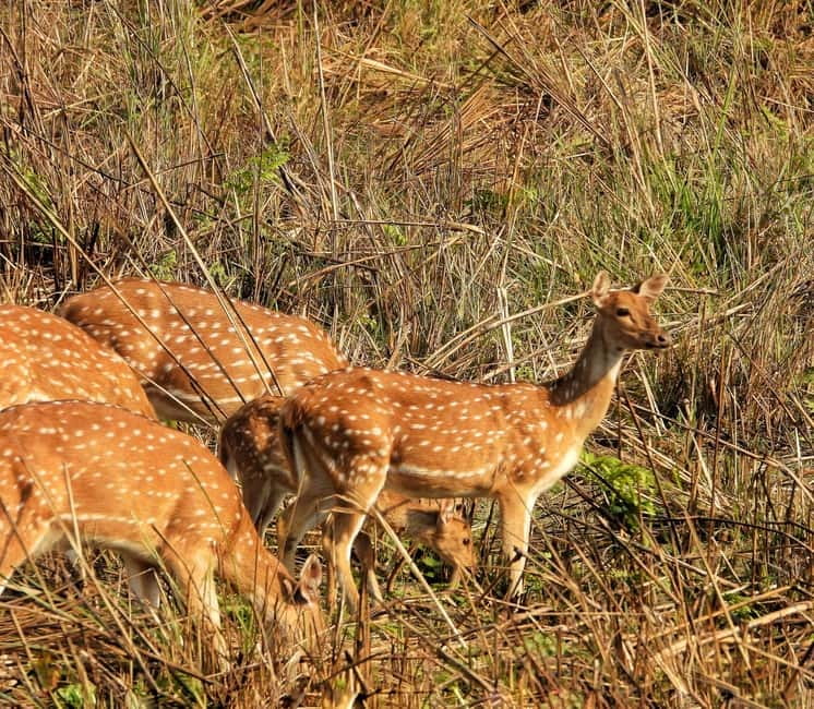 Chitwan: Full-Day Safari Canoeing and Jungle Walk and Jeep - Three hours on foot in the jungle