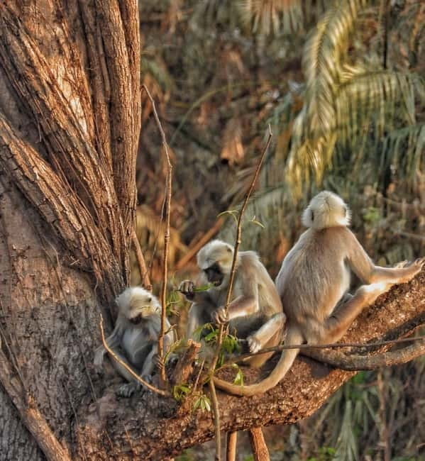 Chitwan: Full-Day Safari Canoeing and Jungle Walk and Jeep - Lunch and the afternoon jeep safari