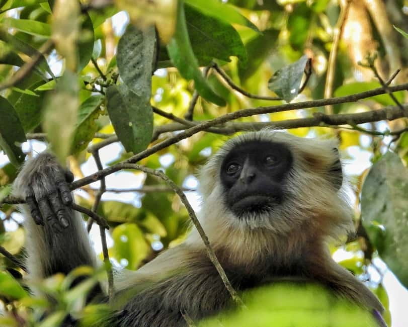 Chitwan: Full-Day Safari Canoeing and Jungle Walk and Jeep - Seasonal planning: October through May matters