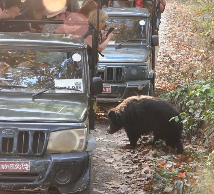 Chitwan: Full-Day Safari Canoeing and Jungle Walk and Jeep - The optional crocodile breeding center