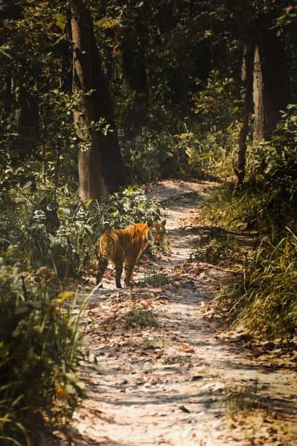 Chitwan: Full-Day Safari Canoeing and Jungle Walk and Jeep - What to pack and what to leave behind