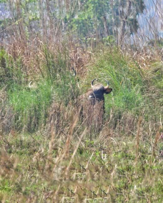 Chitwan: Full-Day Safari Canoeing and Jungle Walk and Jeep - Who should book this Chitwan day