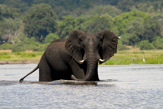 Chobe Full Day Safari Trip - From Victoria Falls to Chobe by 7:00 a.m.