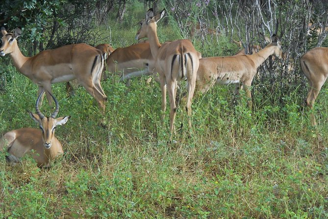 Chobe Full Day Safari Trip - Kazungula crossing and the value of assistance