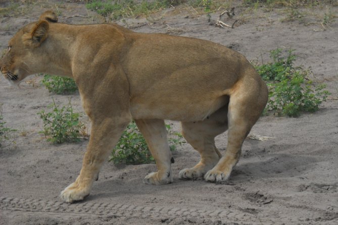 Chobe Full Day Safari Trip - An afternoon game drive in an open 4x4
