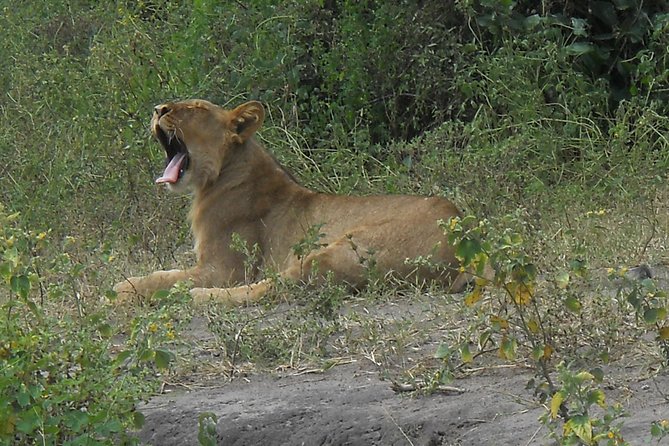 Chobe Full Day Safari Trip - Why elephants are the star attraction