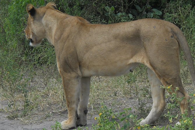 Chobe Full Day Safari Trip - The role of the guide makes the difference