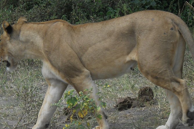 Chobe Full Day Safari Trip - Is the $180 price fair?