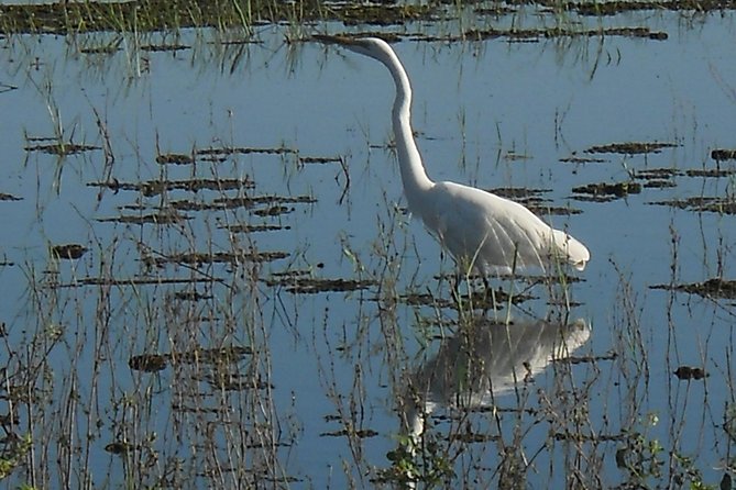 Chobe Full Day Safari Trip - Who should book this Chobe day trip?