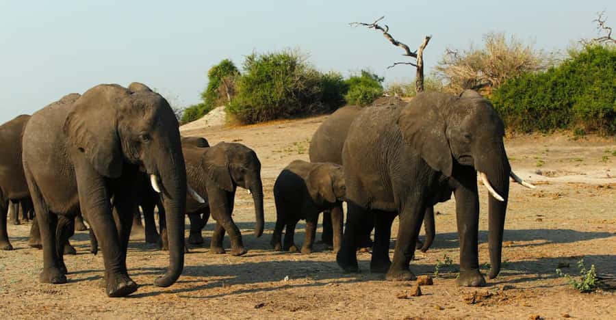 Chobe National Park: 3-Hour Game Drive - Entering Chobe in an open-sided 4x4