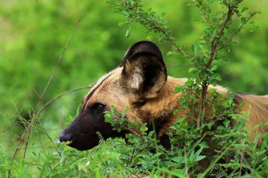 Chobe National Park: 3-Hour Game Drive - Three hours of searching, not a fixed animal parade