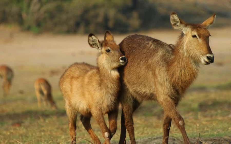 Chobe National Park: 3-Hour Game Drive - What the guide adds to the experience