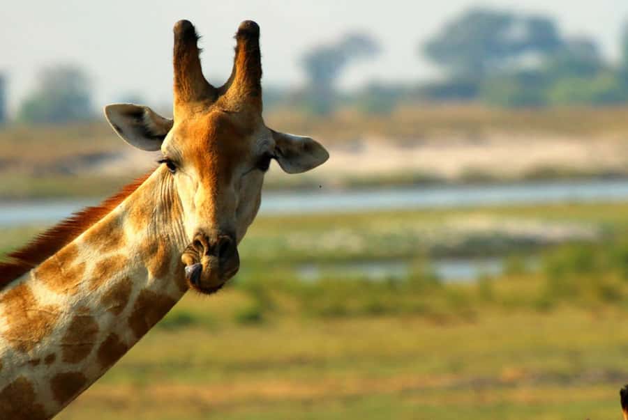 Chobe National Park: 3-Hour Game Drive - The strongest wildlife possibilities