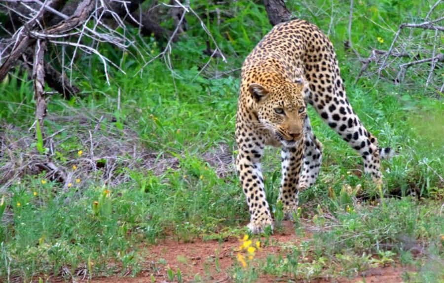 Chobe National Park: 3-Hour Game Drive - Photography from the vehicle