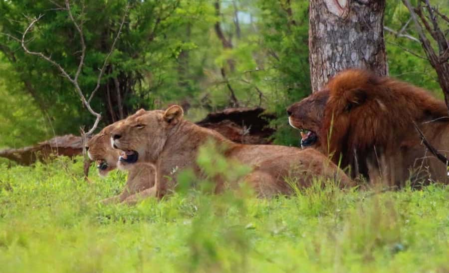 Chobe National Park: 3-Hour Game Drive - What the price really includes