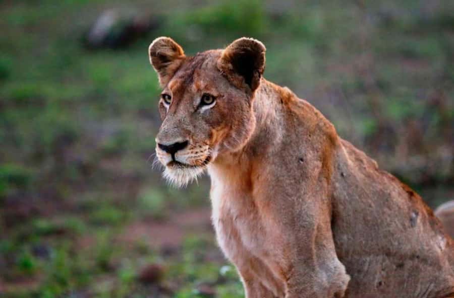 Chobe National Park: 3-Hour Game Drive - The pre-dawn pickup from Kasane