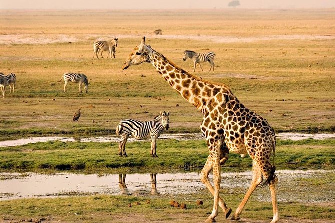 Chobe National Park Full Day Safari (Botswana) - Why Chobe works so well from Victoria Falls