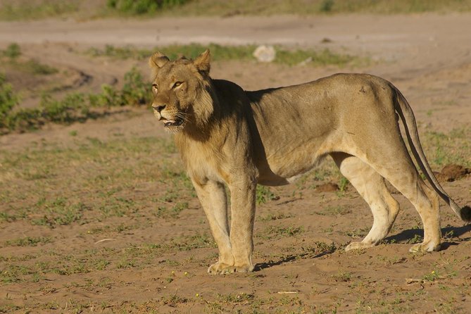 Chobe National Park Full Day Safari (Botswana) - The early transfer and the border crossing