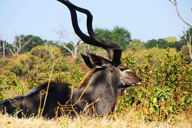 Chobe National Park Full Day Safari (Botswana) - The 4WD game drive in Chobe National Park