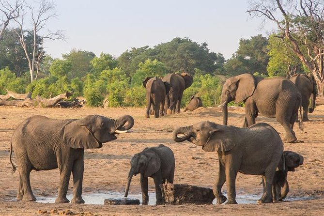 Chobe National Park Full Day Safari (Botswana) - Lunch at the lodge keeps the day moving