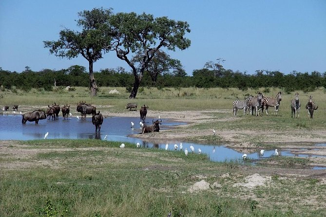 Chobe National Park Full Day Safari (Botswana) - Starting at Chobe Safari Lodge