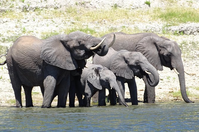 Chobe Safari Experience Day Trip - MINIMUM 2 PEOPLE - Key points at a glance