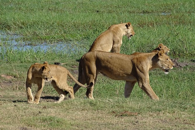 Chobe Safari Experience Day Trip - MINIMUM 2 PEOPLE - Why Chobe makes sense from Livingstone