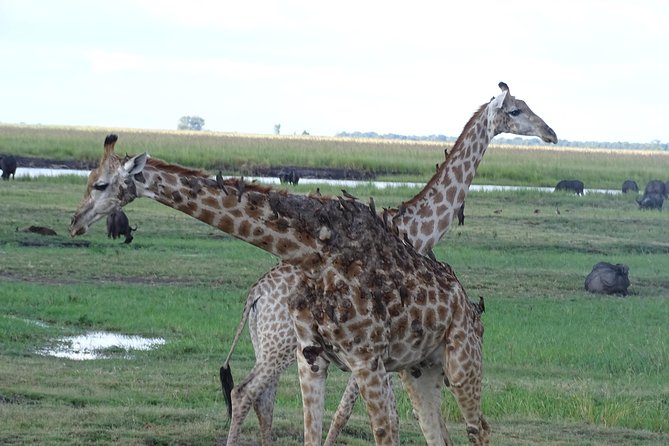 Chobe Safari Experience Day Trip - MINIMUM 2 PEOPLE - The morning game drive inside Chobe National Park