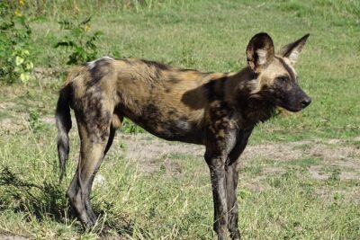 Chobe Safari Experience Day Trip – MINIMUM 2 PEOPLE