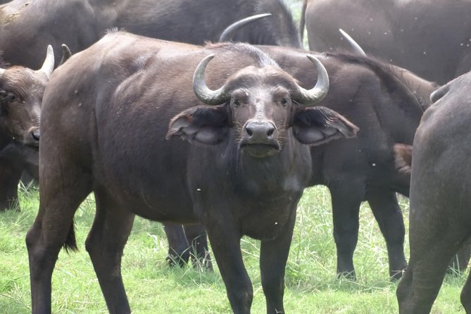 Chobe Safari Experience Day Trip - MINIMUM 2 PEOPLE - Lunch at the Top Hotel