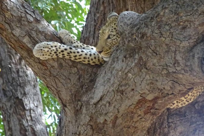 Chobe Safari Experience Day Trip - MINIMUM 2 PEOPLE - The Chobe River safari by boat