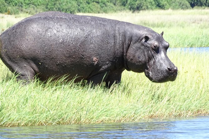 Chobe Safari Experience Day Trip - MINIMUM 2 PEOPLE - What the $225 price really covers