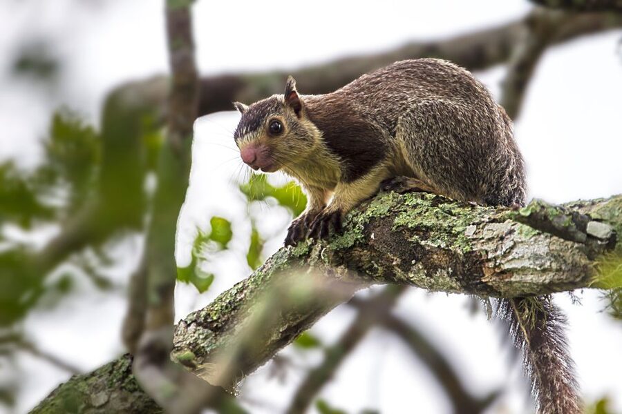 Colombo/Bentota/Kalutara/Ahungalla: Yala Safari Tour - Guides who shape the day