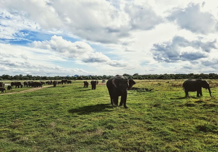 Colombo/Negombo: Sigiriya, Dambulla, and Minneriya Safari - The safari: elephants, birds, and a flexible park choice