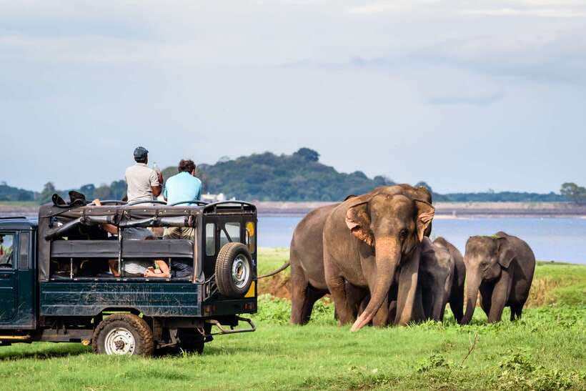 Colombo/Negombo: Sigiriya, Dambulla, and Minneriya Safari - Who will get the most from this outing?